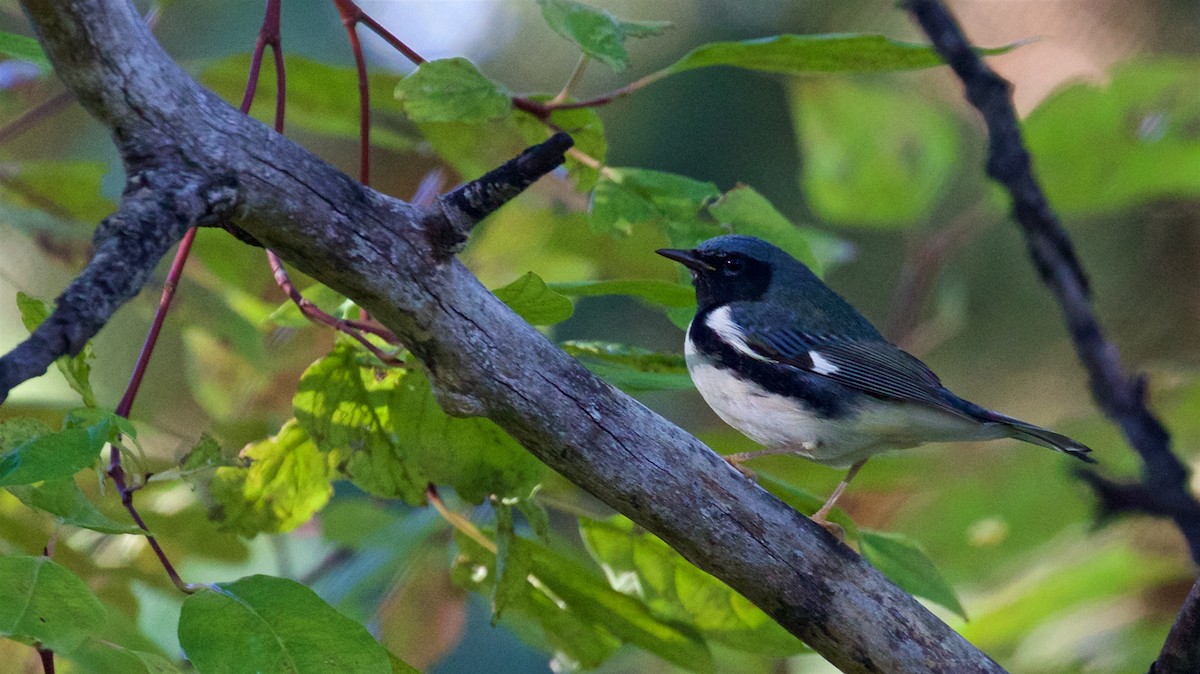 Black-throated Blue Warbler - ML490706381