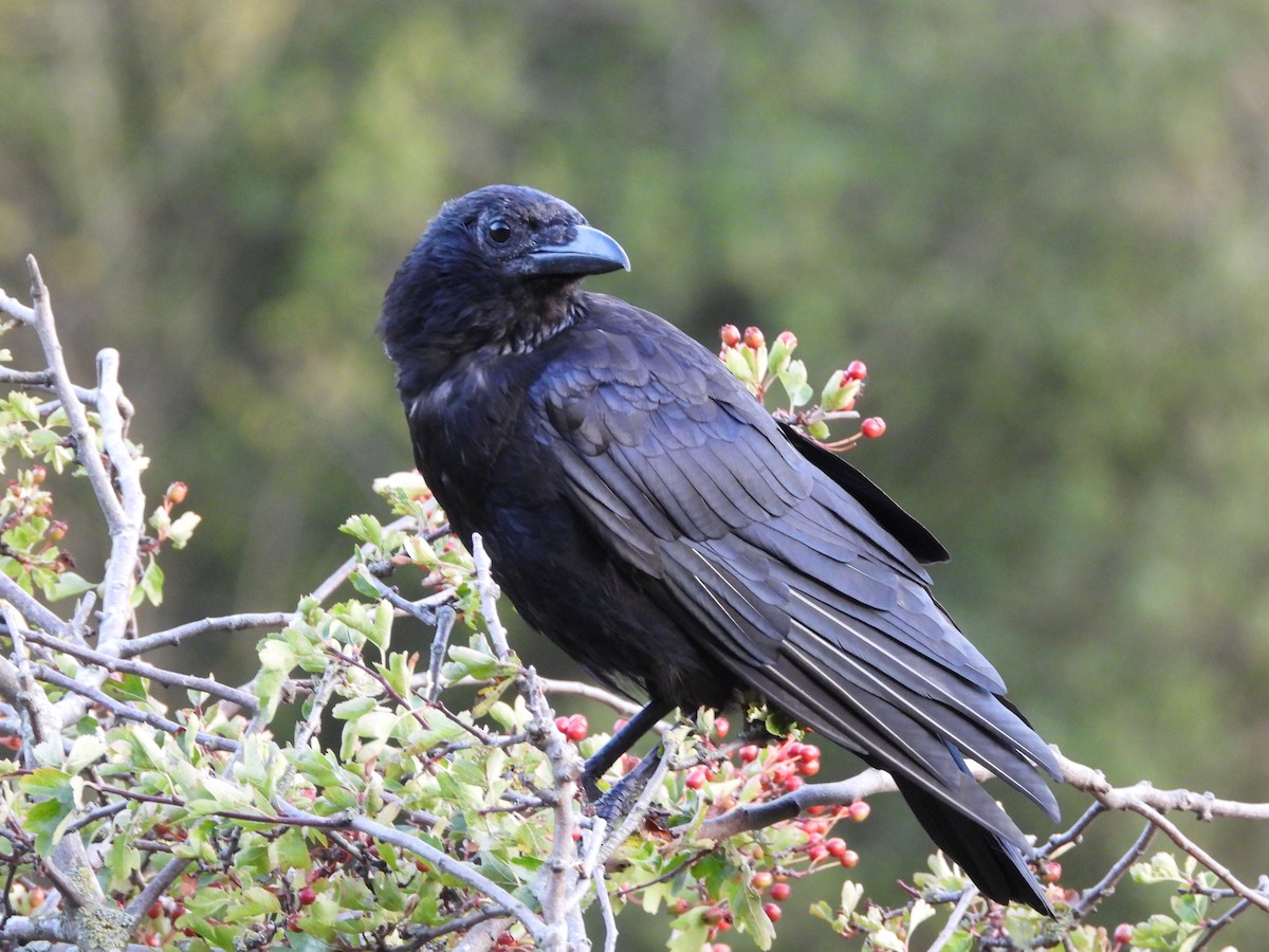 Carrion Crow - Zhuofei Lu