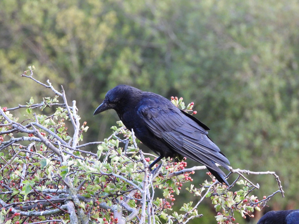 Carrion Crow - Zhuofei Lu