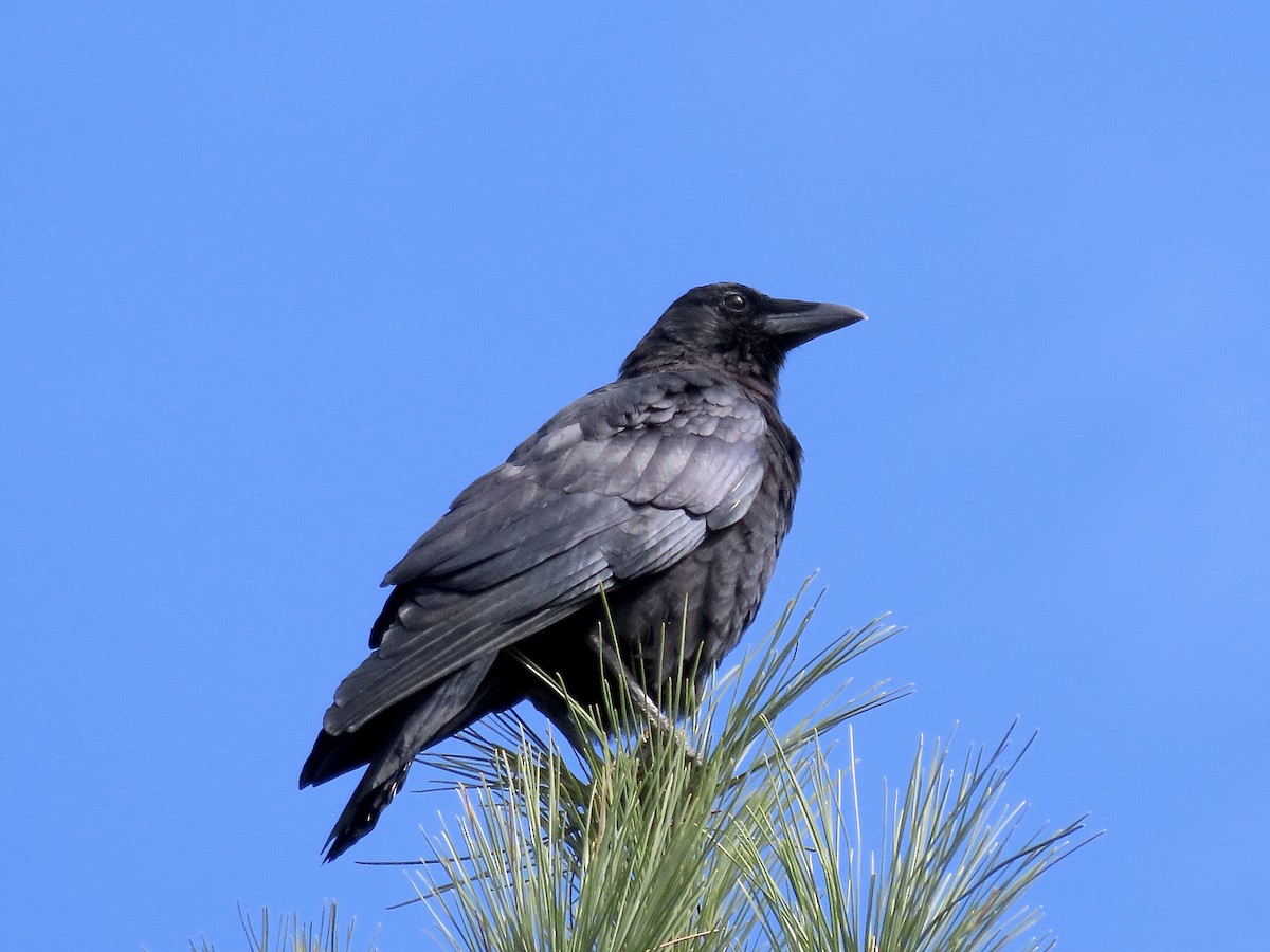 American Crow - ML490706721