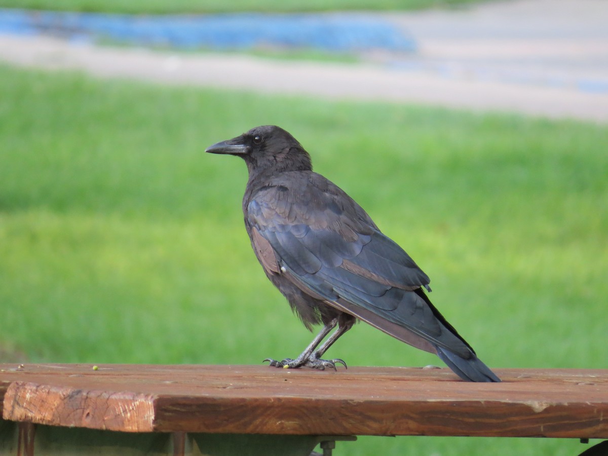 American Crow - ML49070781