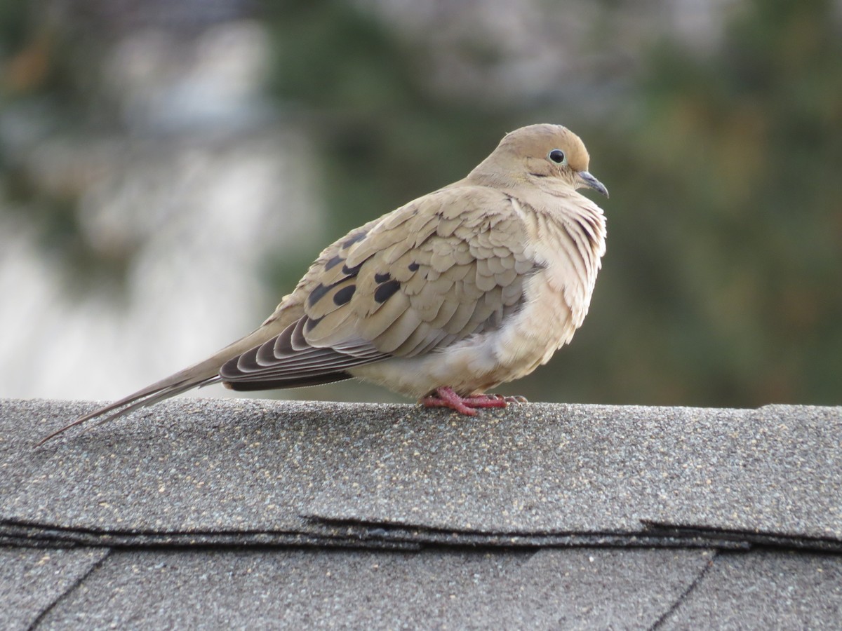 Mourning Dove - ML49070951