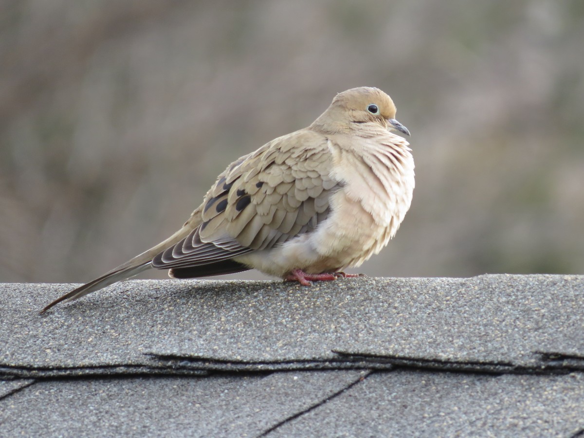 Mourning Dove - ML49071141