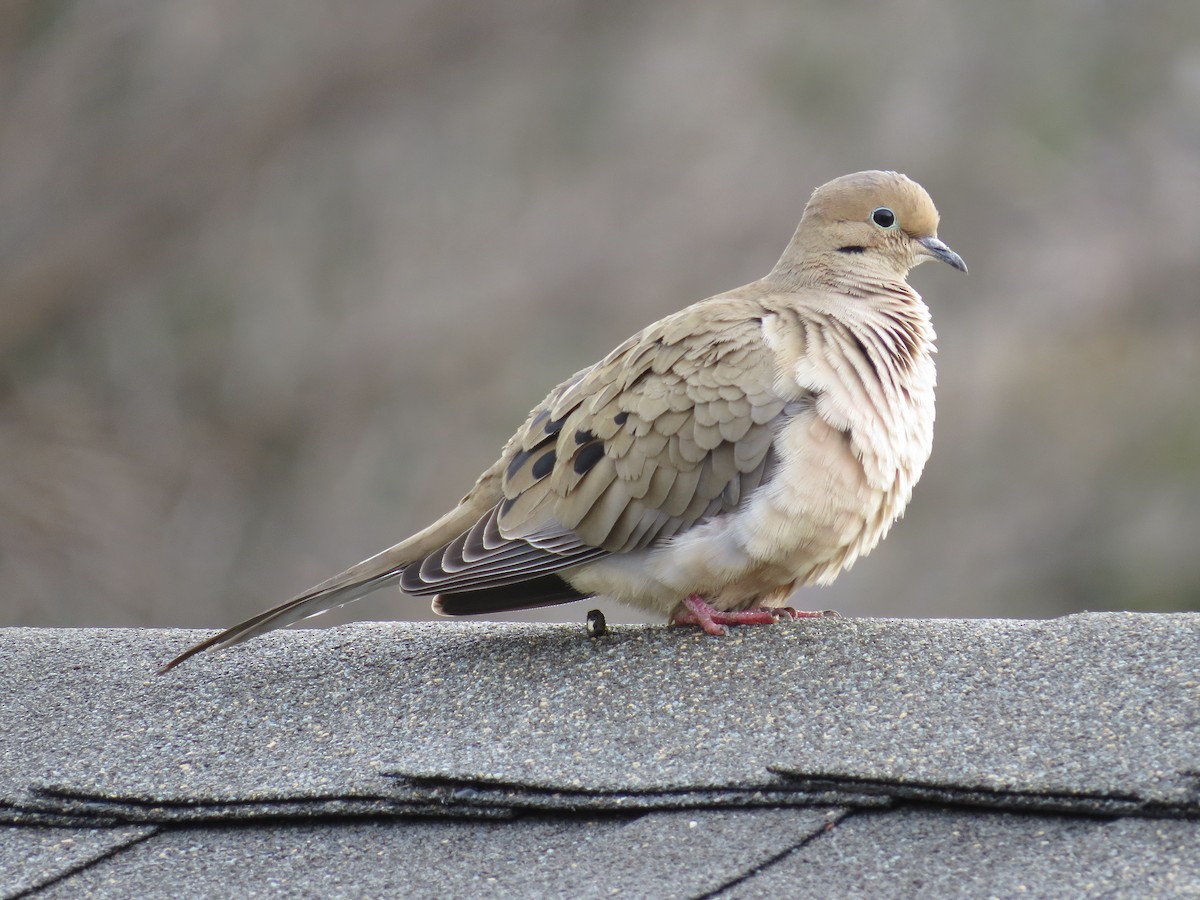 Mourning Dove - ML49071151