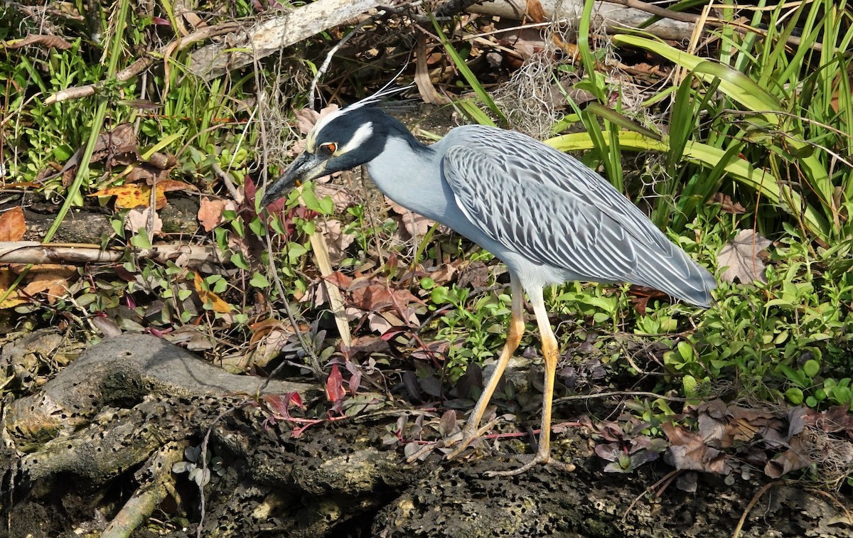 Yellow-crowned Night Heron - ML49071211