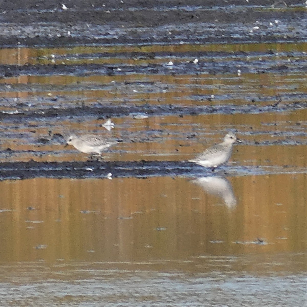 Pluvier argenté - ML490713361