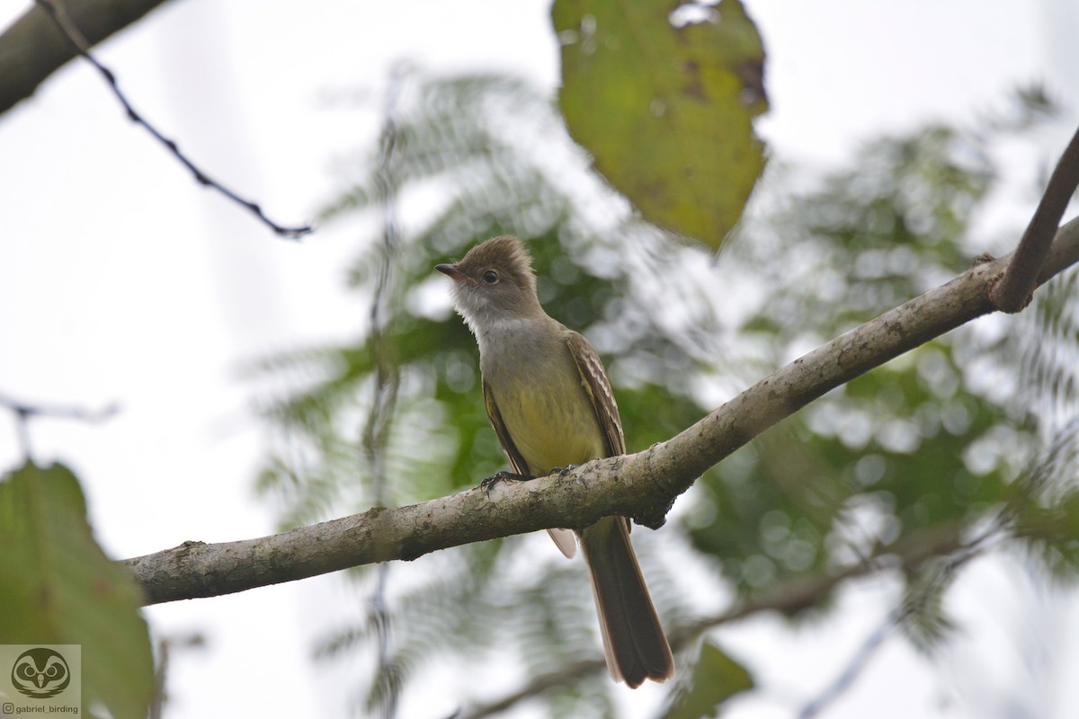 Large Elaenia - Dante Gabriel Moresco