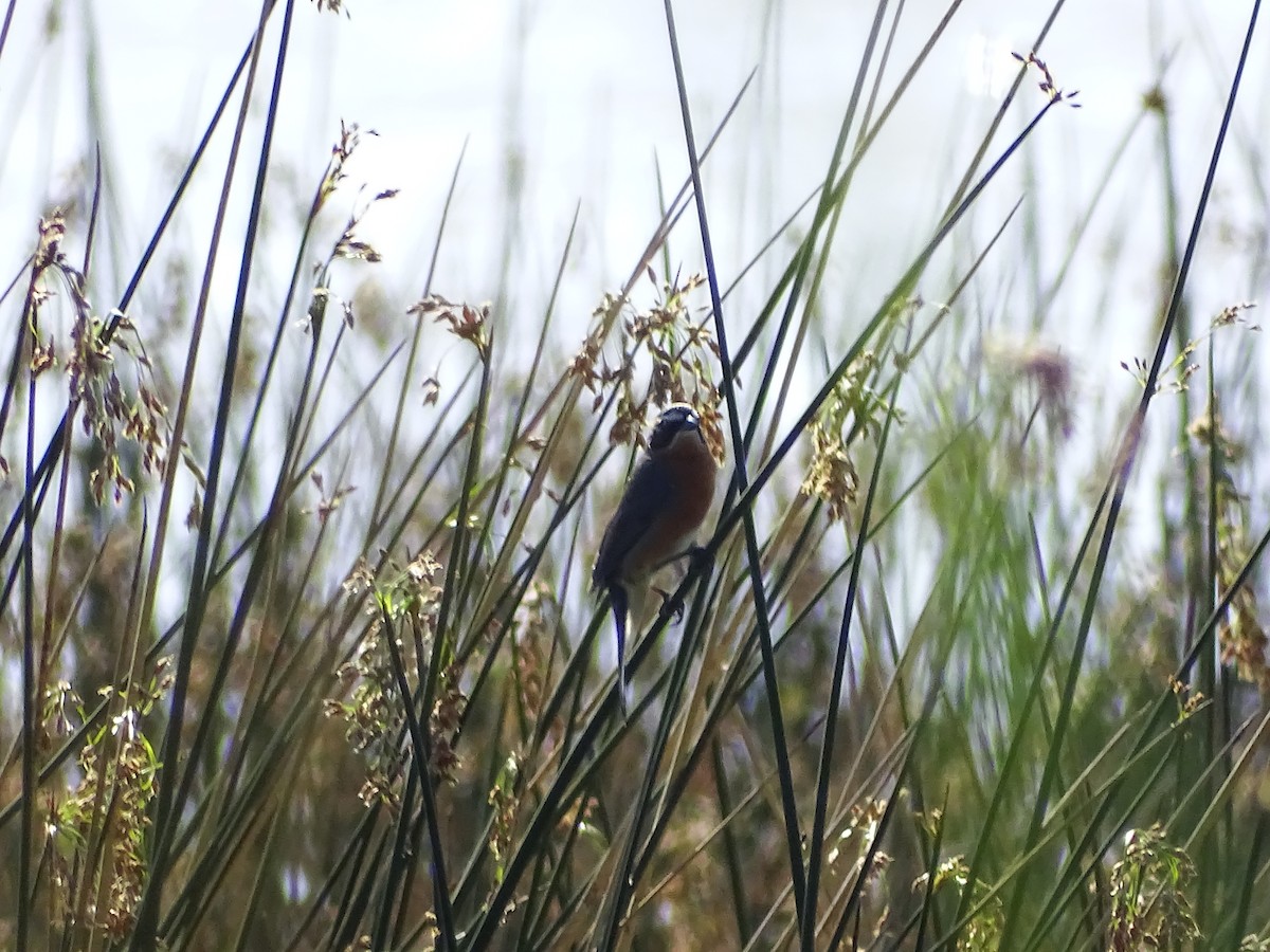 Black-and-rufous Warbling Finch - ML490714541