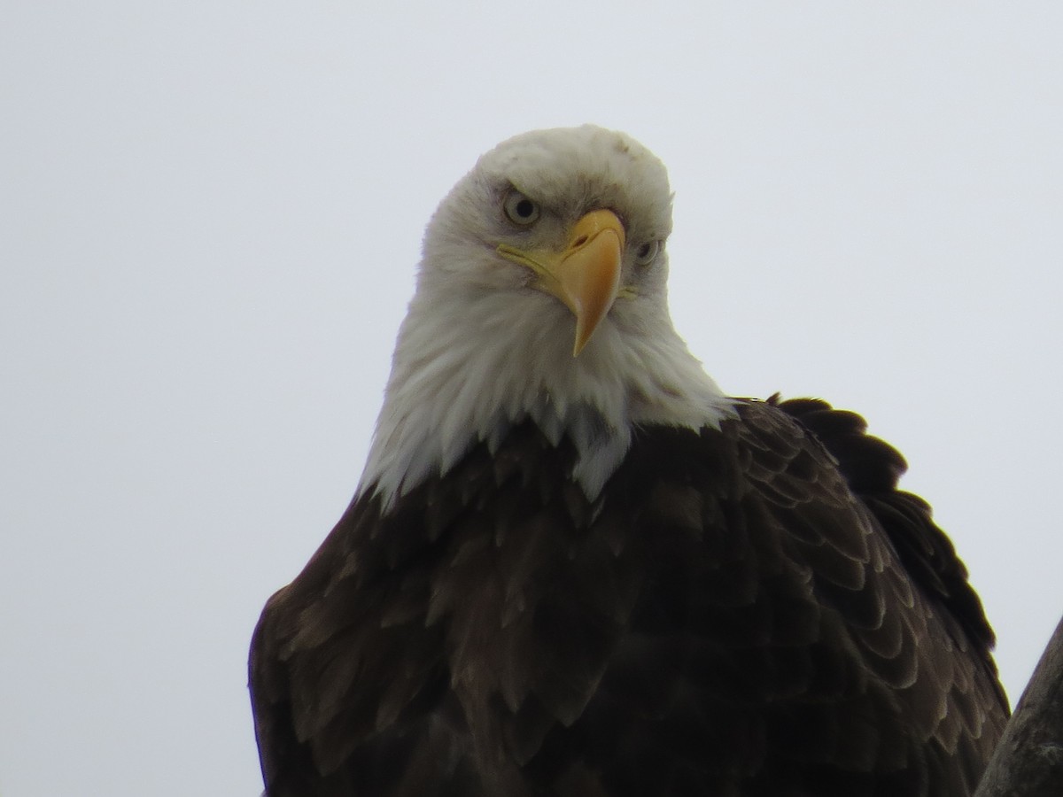 Bald Eagle - ML49071461