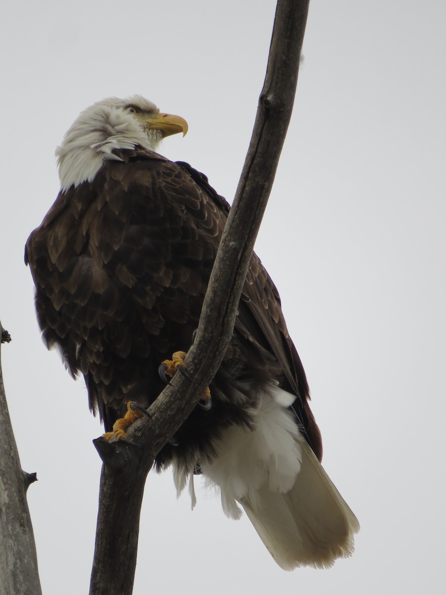 Bald Eagle - ML49071471