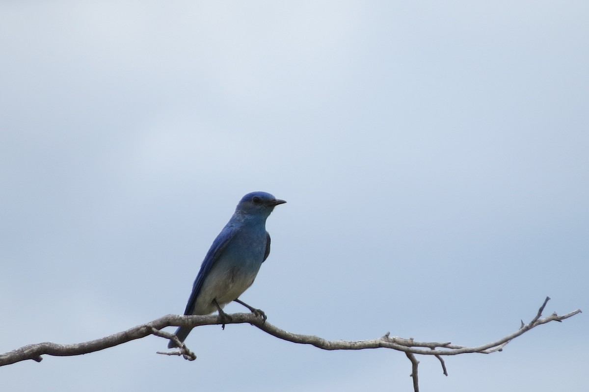 Mountain Bluebird - ML490716991