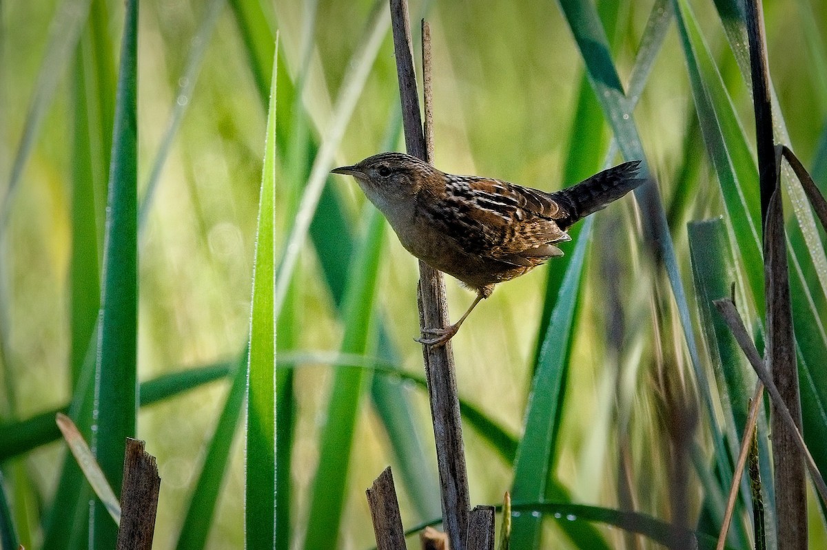 Sedge/Marsh Wren - David Bristow