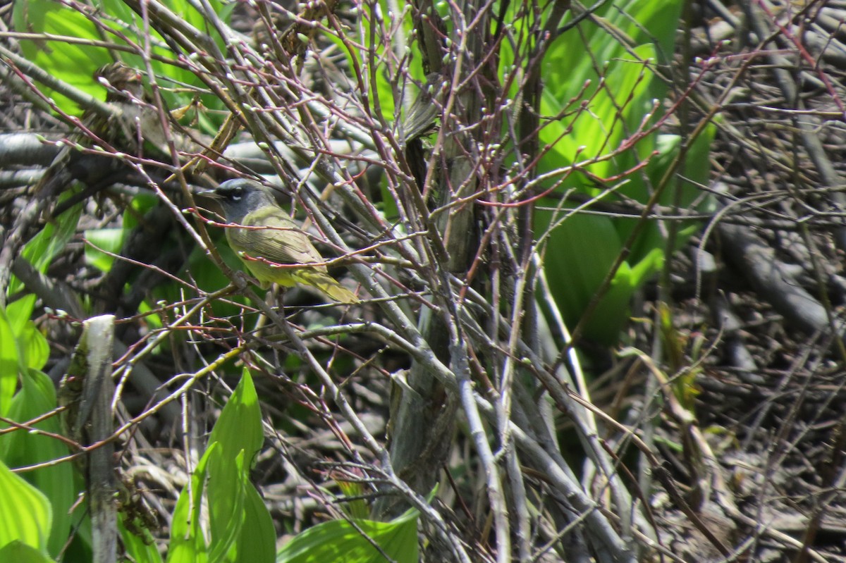MacGillivray's Warbler - ML490717341