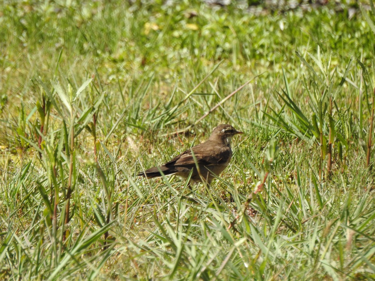 Buff-winged Cinclodes - ML490717751