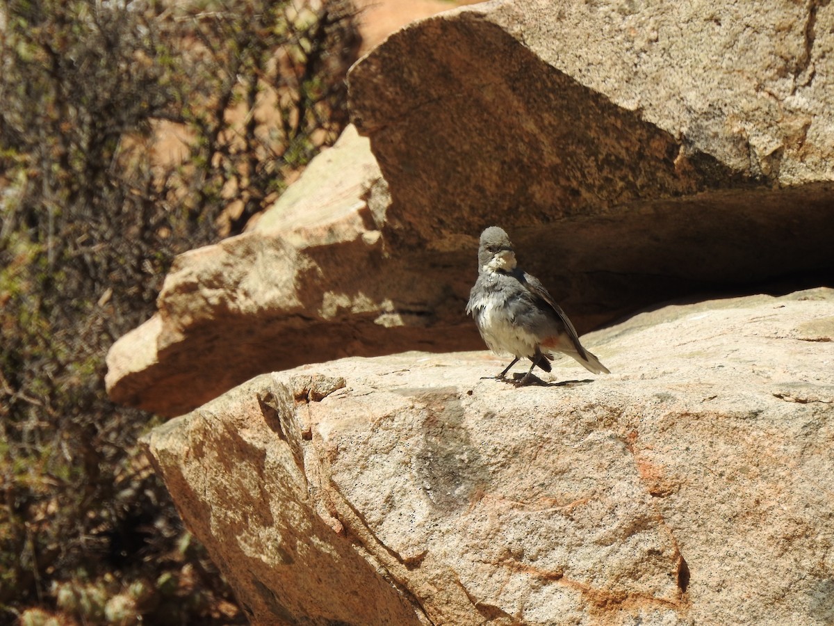 Diuca Finch - ML490717761