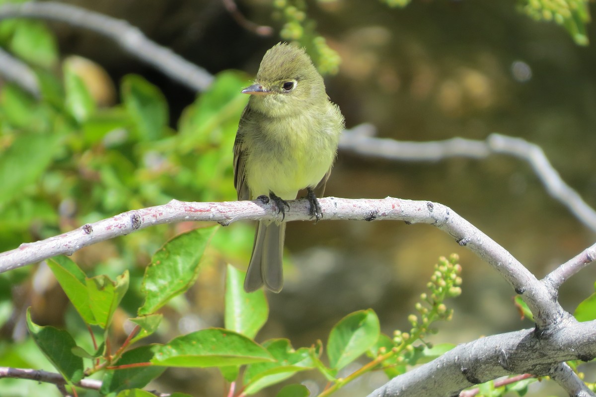 Western Flycatcher (Cordilleran) - ML490717861