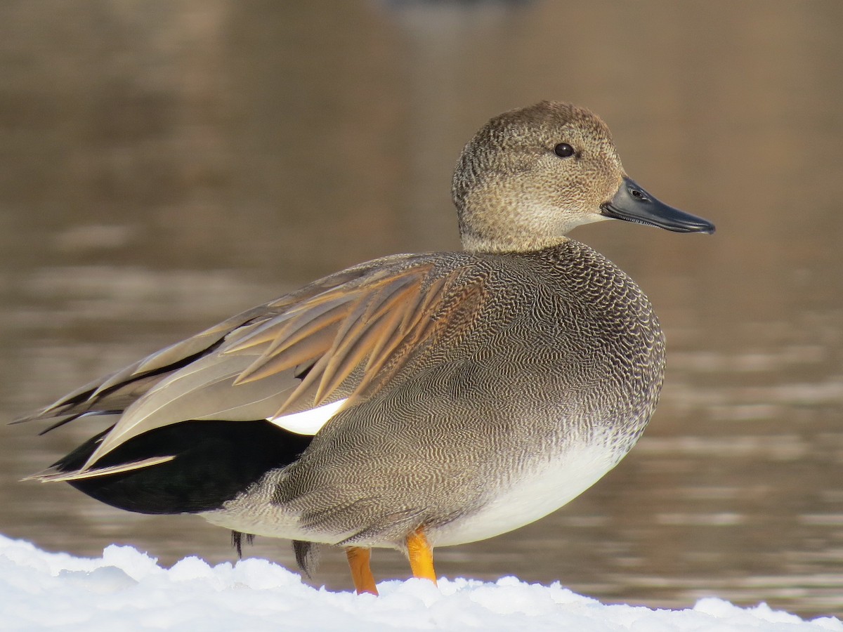 Gadwall - ML49071791