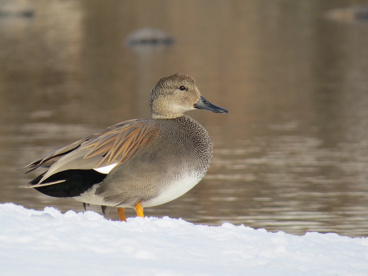 Gadwall - ML49071851