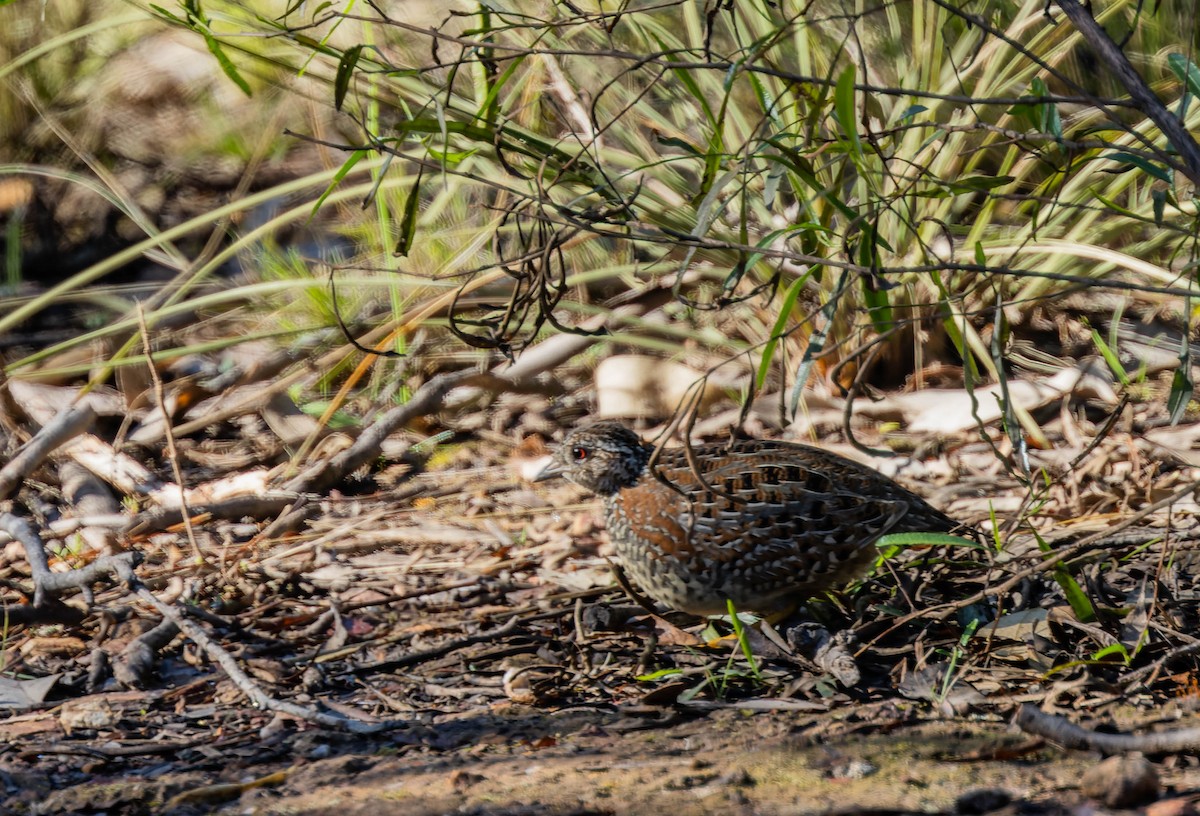Painted Buttonquail - ML490718771