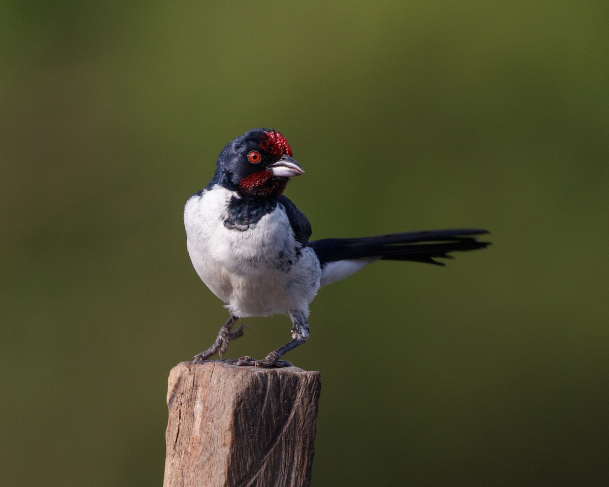 Crimson-fronted Cardinal - Silvia F🪶 Linhares