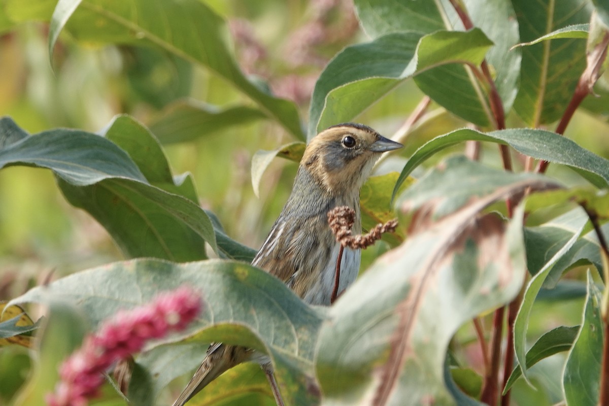 Nelson's Sparrow - ML490719451