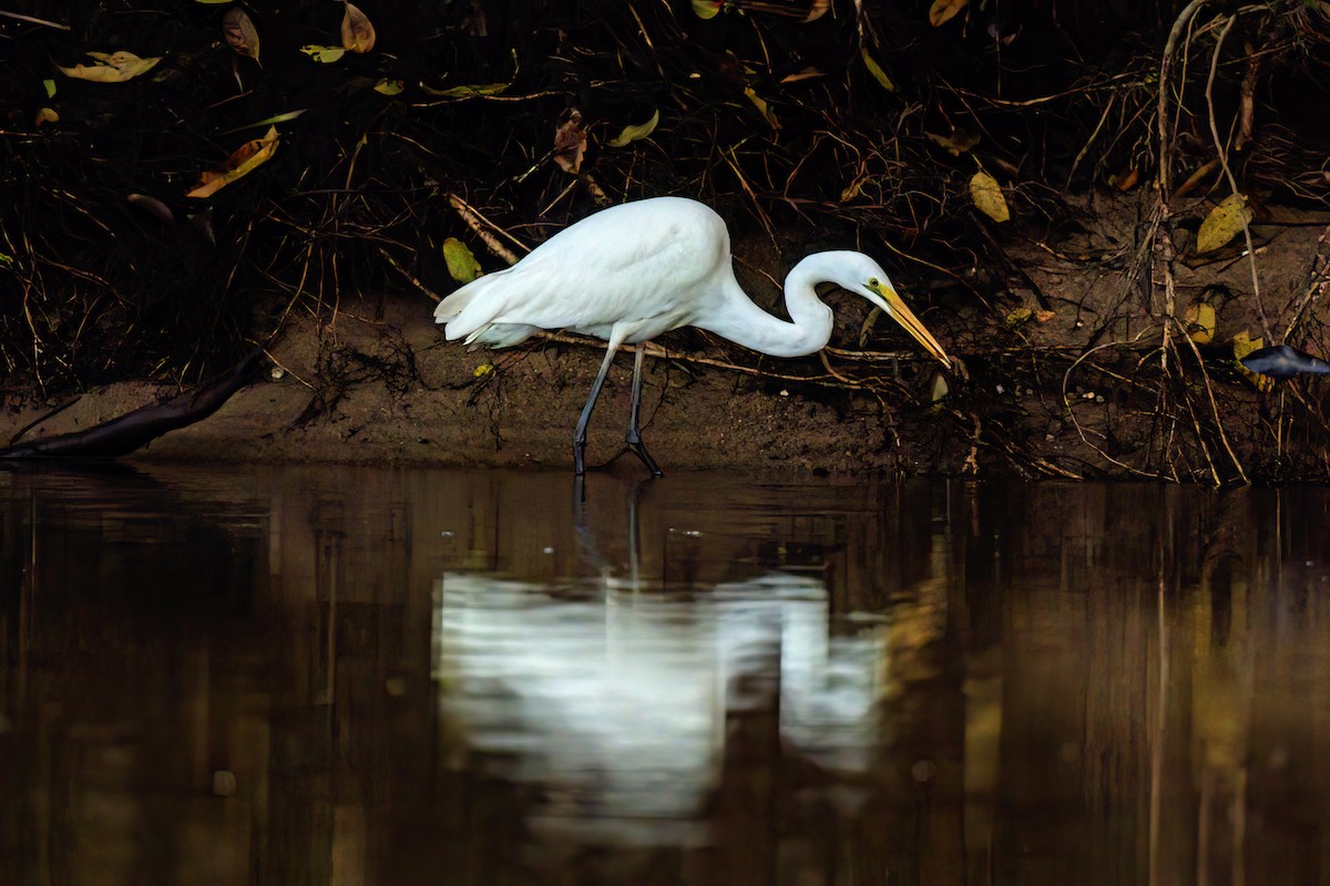 Great Egret - ML490719621