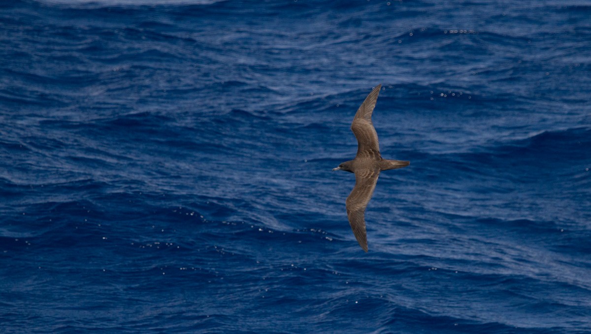 Wedge-tailed Shearwater - Odysseas Froilán Papageorgiou