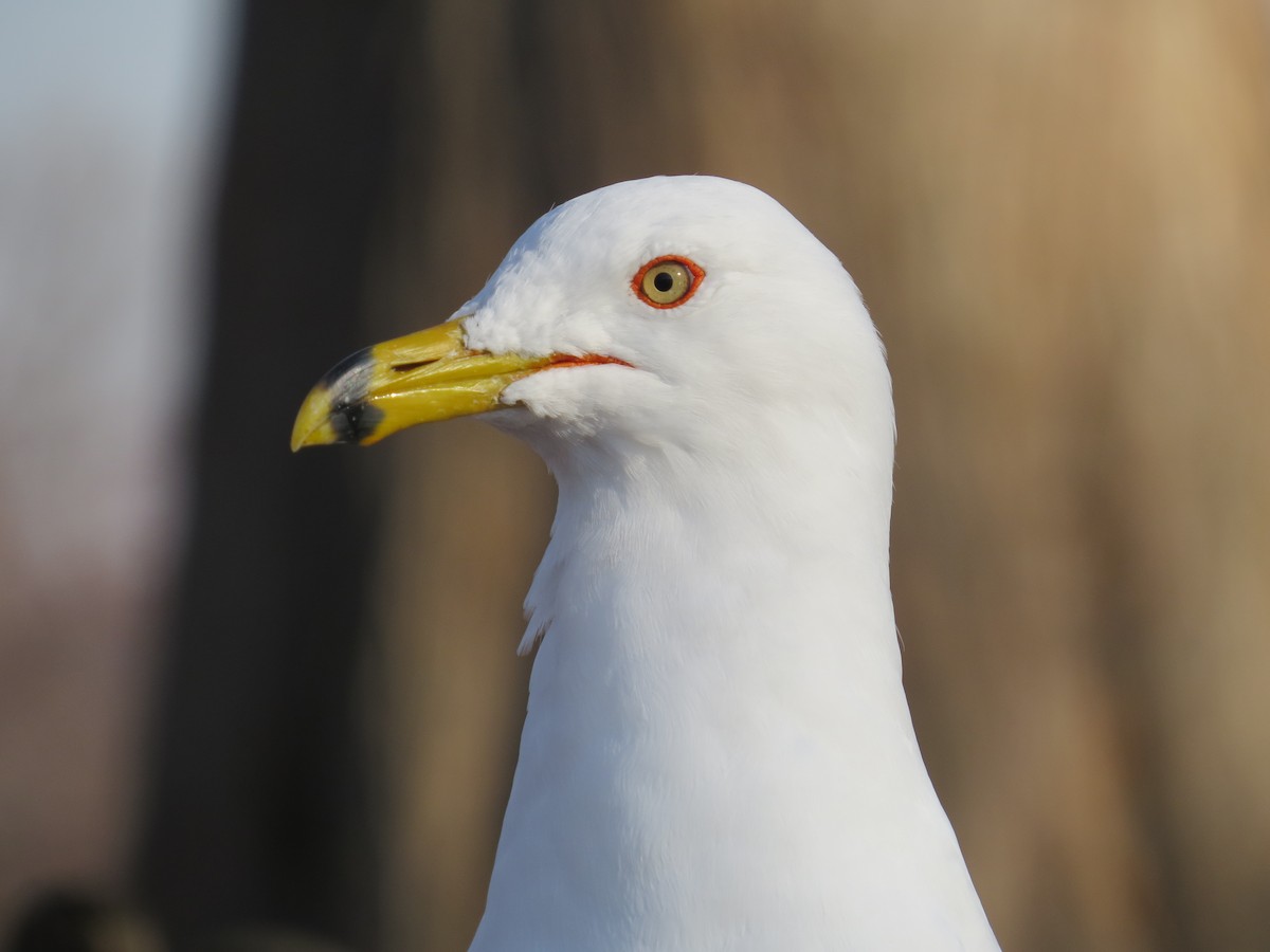 Ring-billed Gull - ML49072001