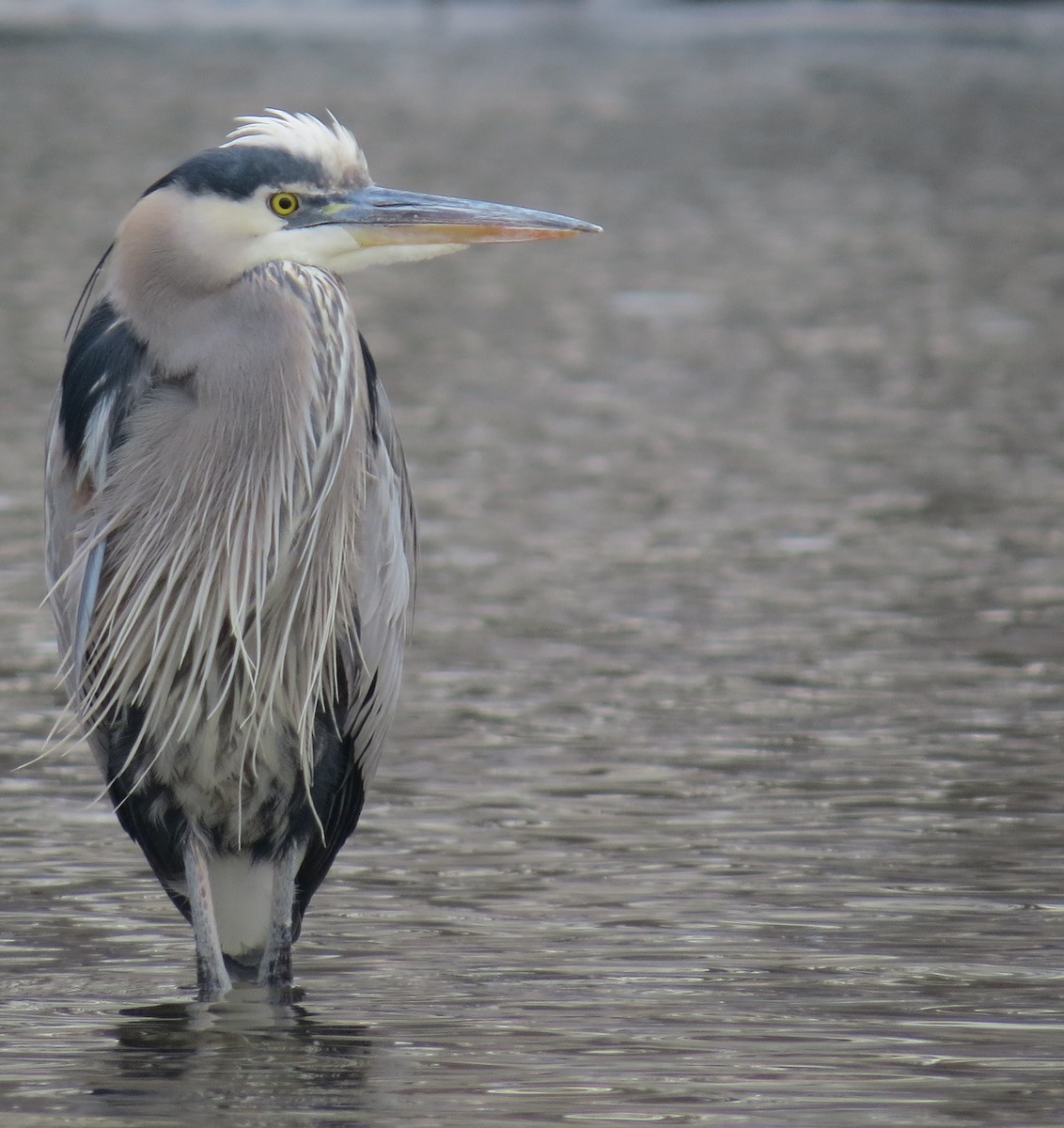 Great Blue Heron - ML49072081