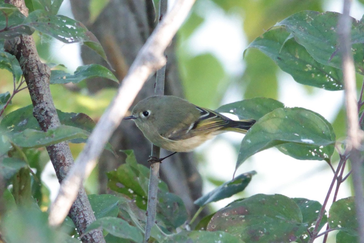 Ruby-crowned Kinglet - ML490720971