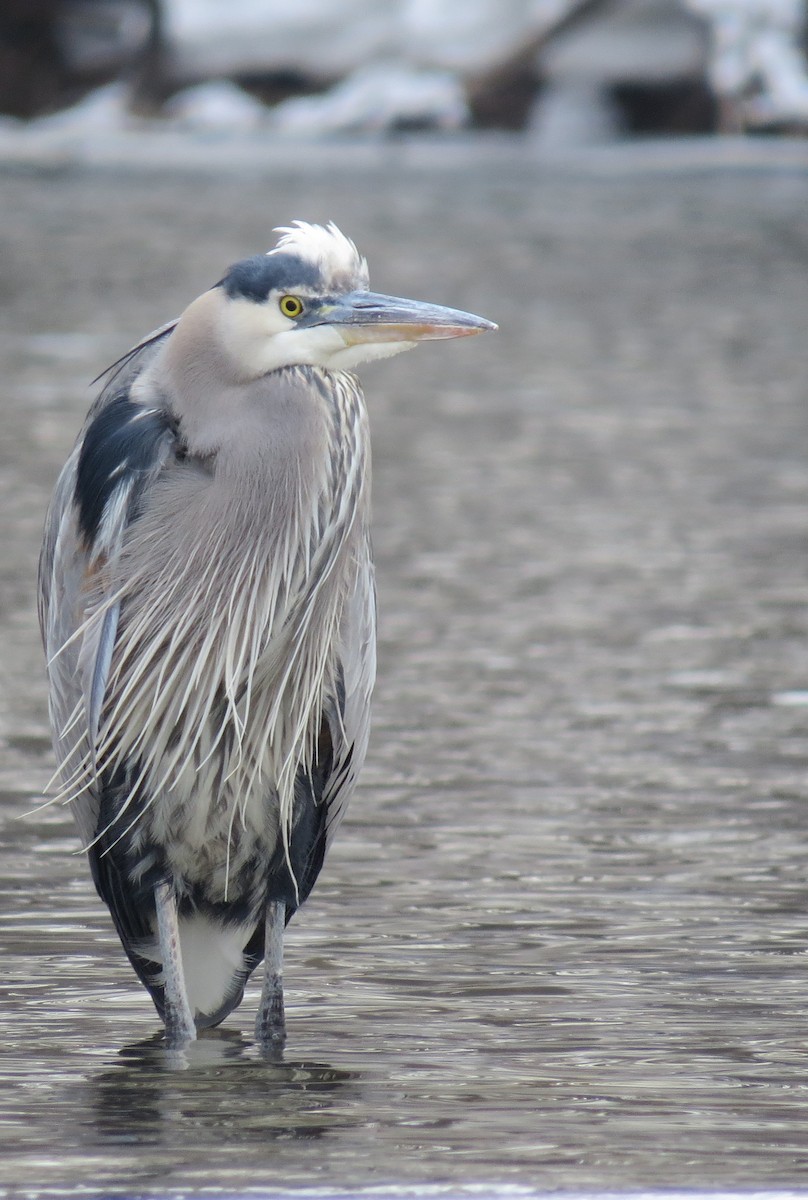 Great Blue Heron - ML49072121