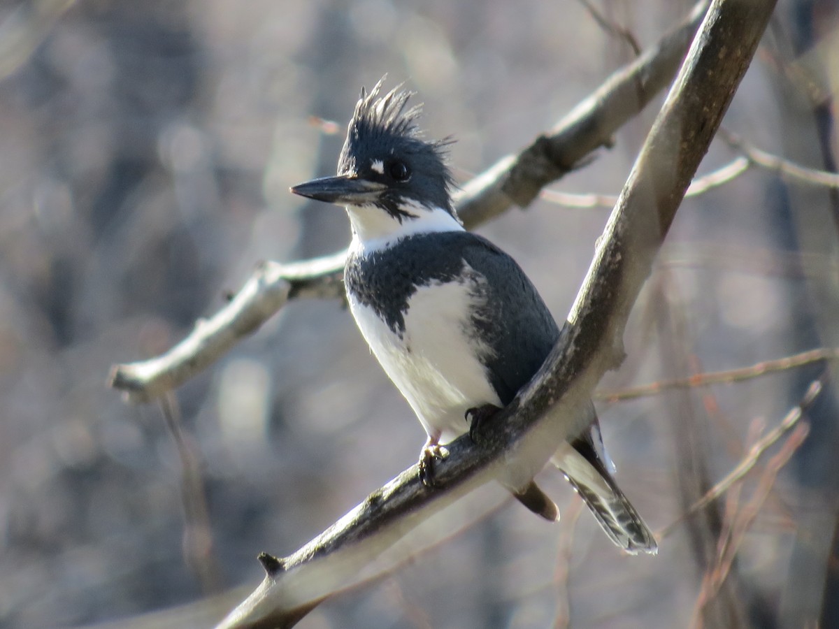 Belted Kingfisher - ML49072191