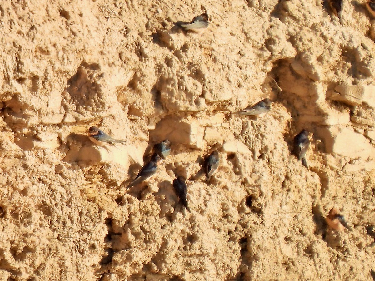 Barn Swallow - Bill Schneider