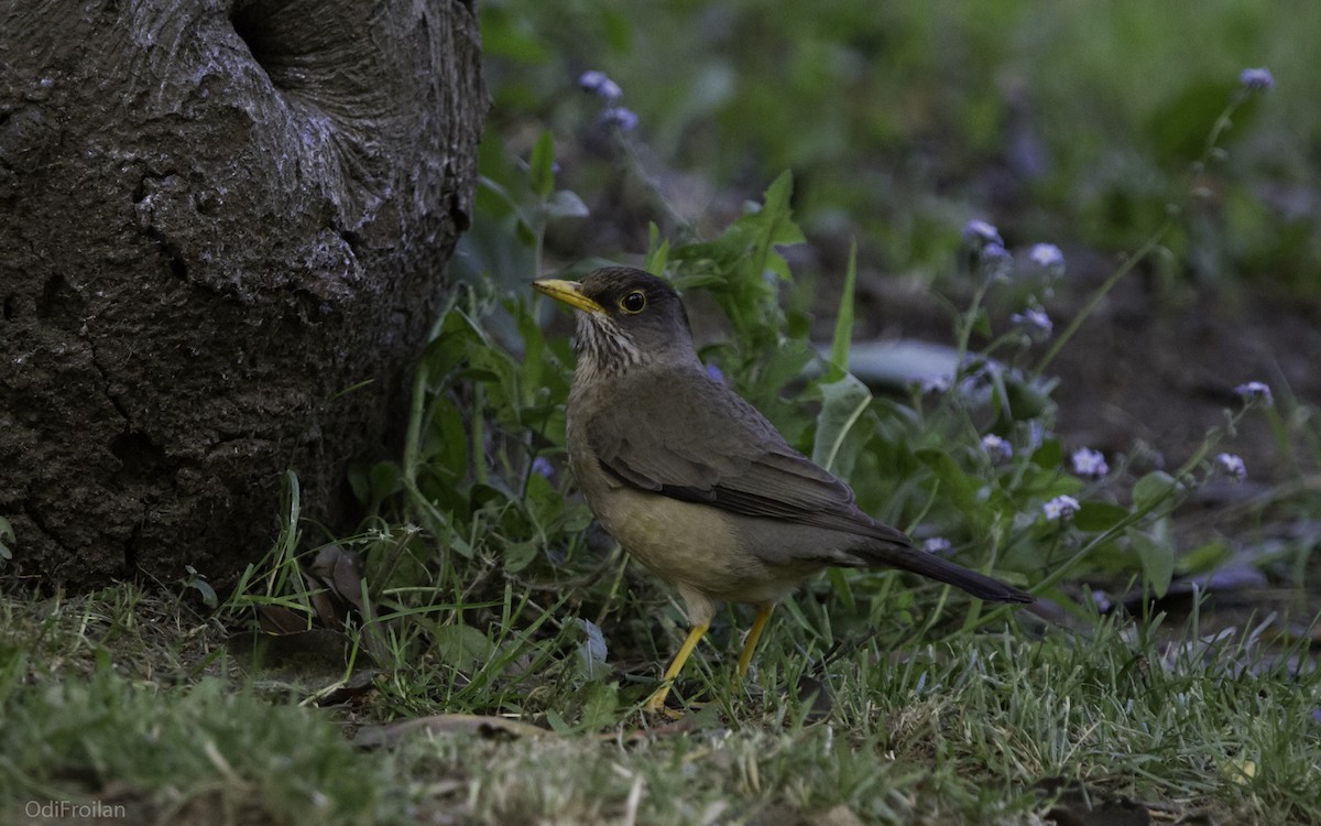 Austral Thrush - ML490722601