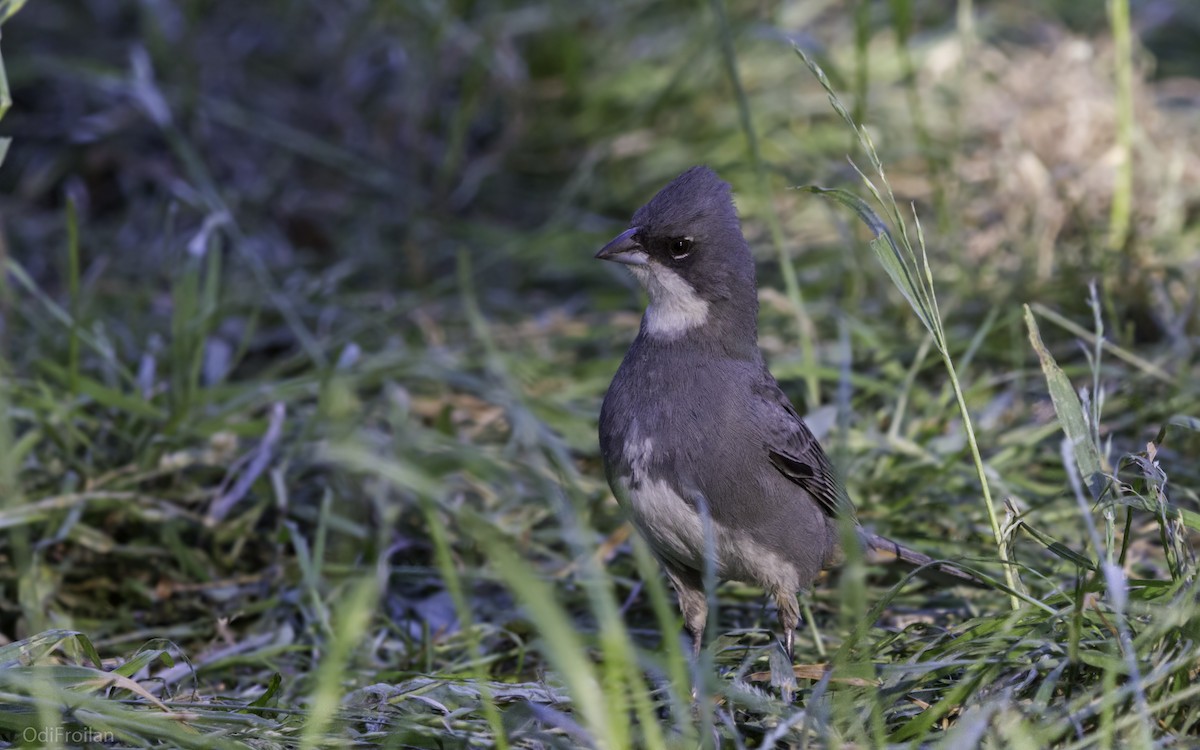 Diuca Finch - ML490722771