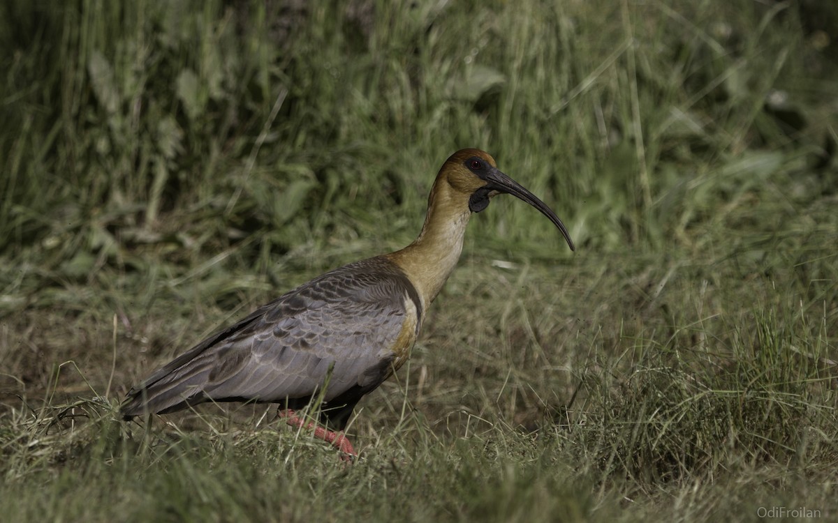 Black-faced Ibis - ML490722961