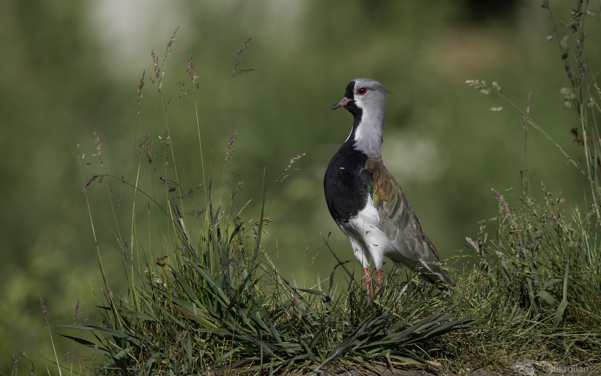 Southern Lapwing - Odysseas Froilán Papageorgiou