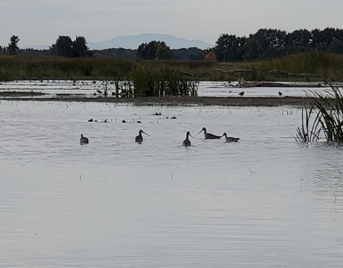 Hudsonian Godwit - ML490725031