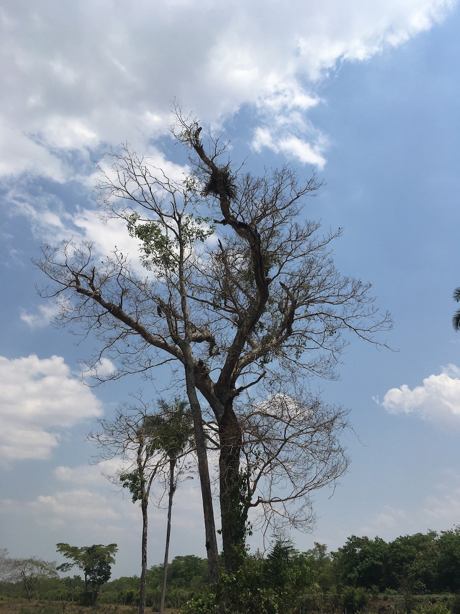 Águila de Azara - ML490725141