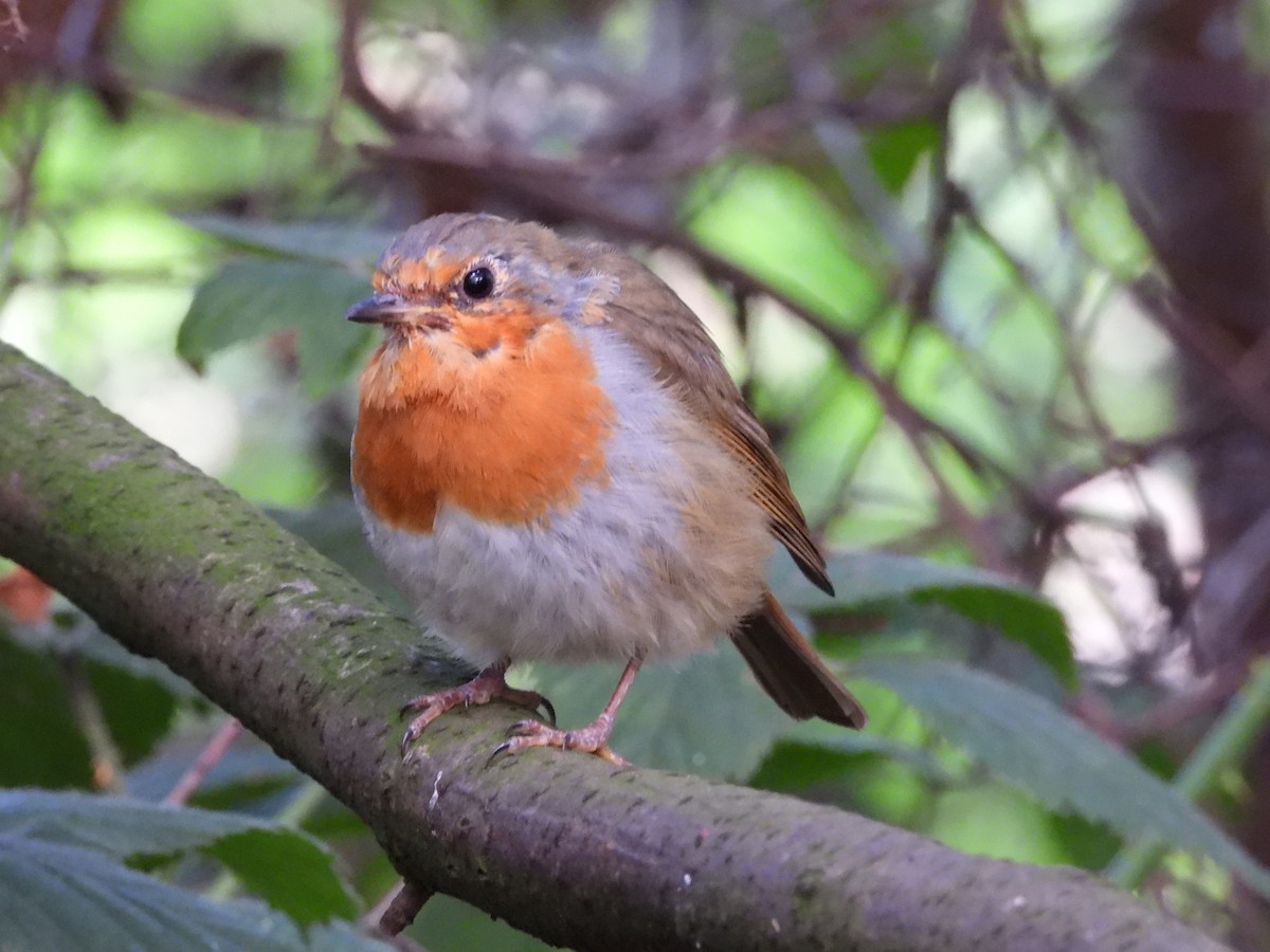 European Robin - ML490727031