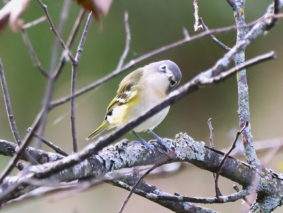 Mavi Başlı Vireo - ML490731211