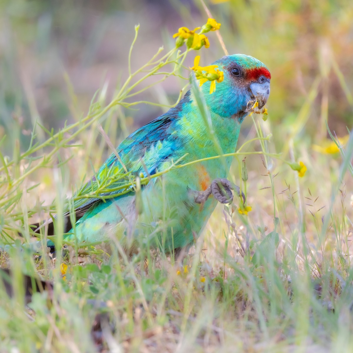 Australian Ringneck - ML490731901