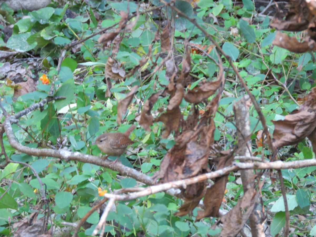 Winter Wren - ML490732351