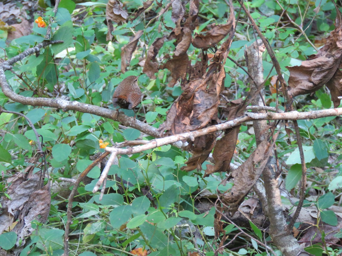 Winter Wren - ML490732361