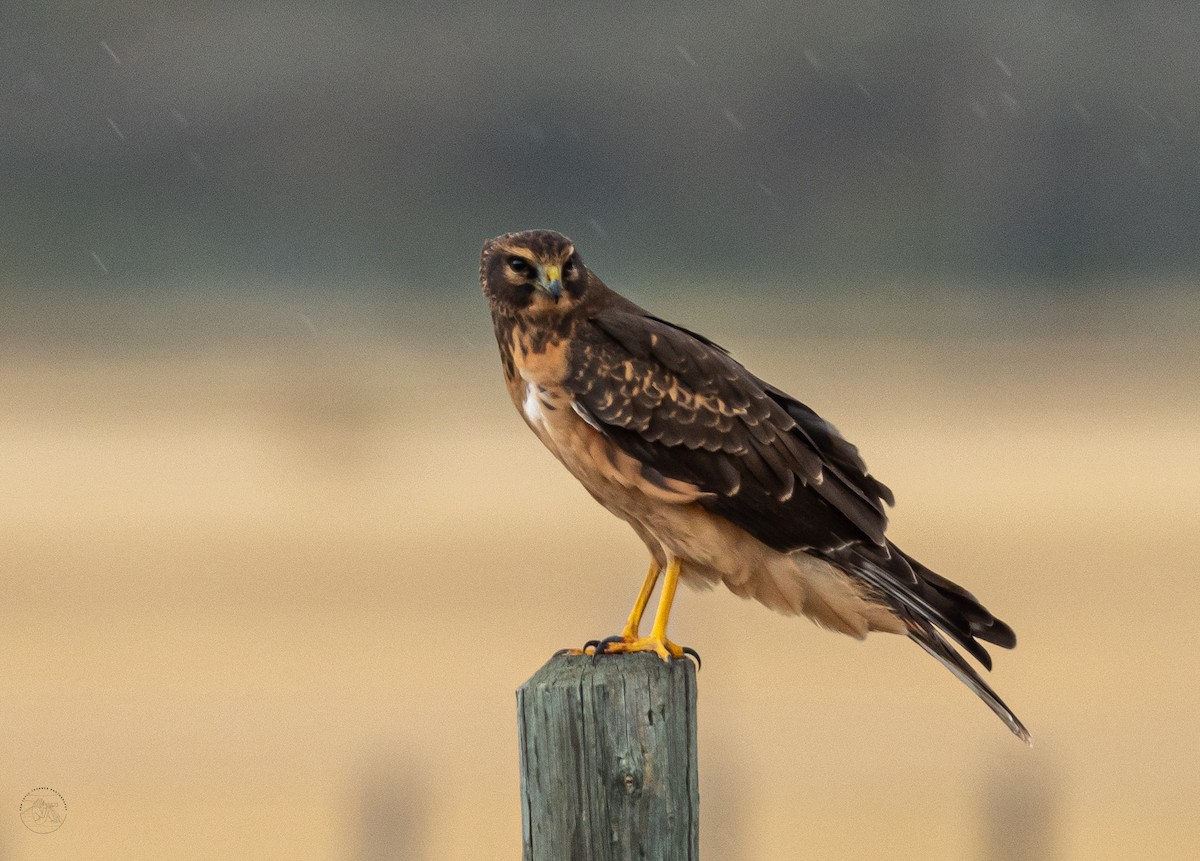 Northern Harrier - ML490733941