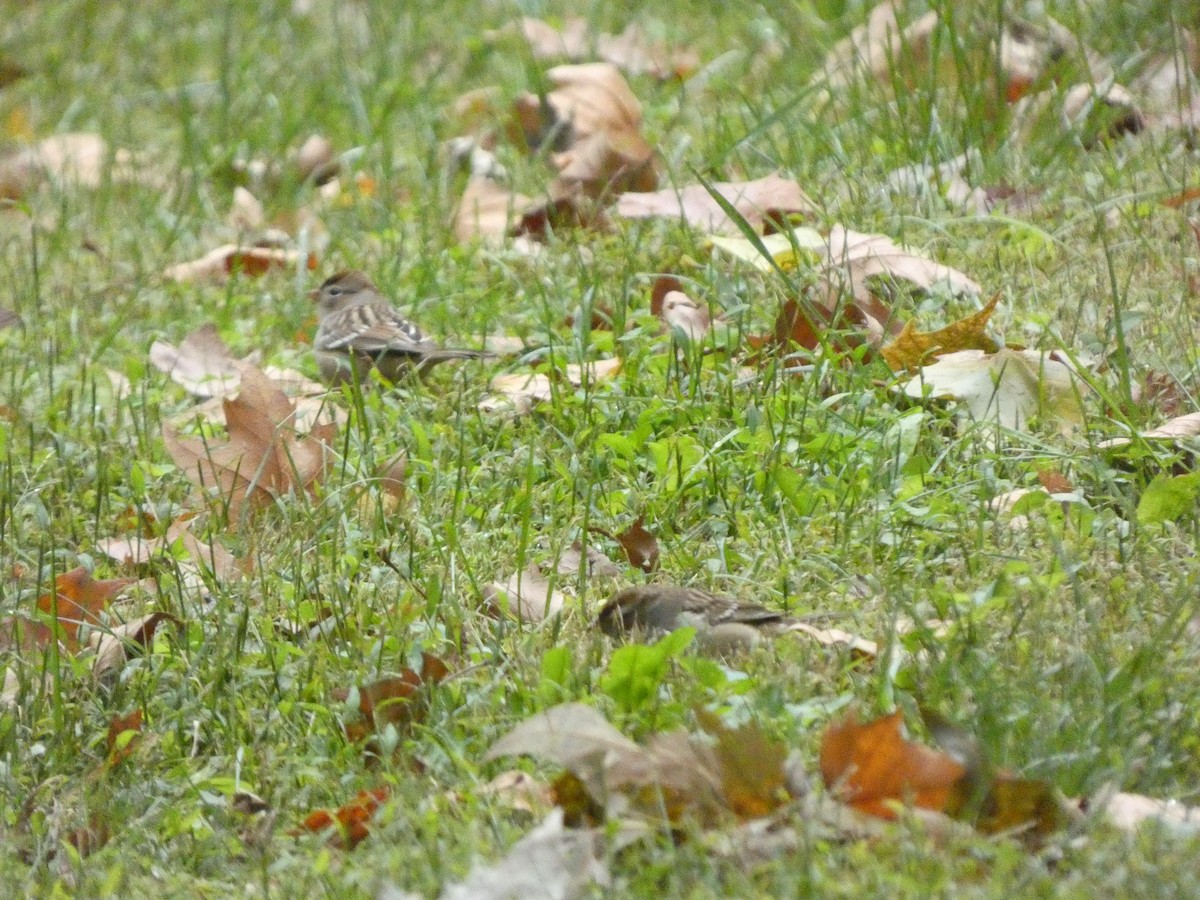 White-crowned Sparrow - ML490734271