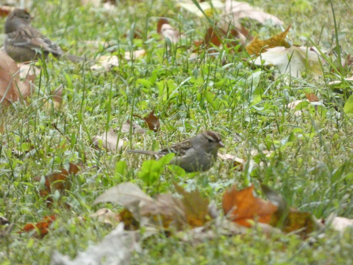 White-crowned Sparrow - ML490734281