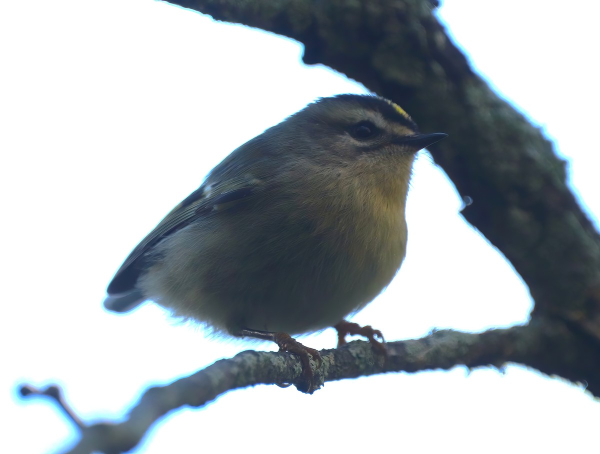 Golden-crowned Kinglet - ML490734851