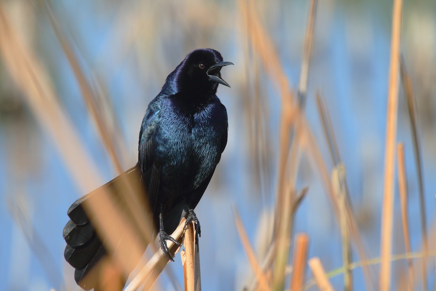 キタオナガクロムクドリモドキ（westoni） - eBird