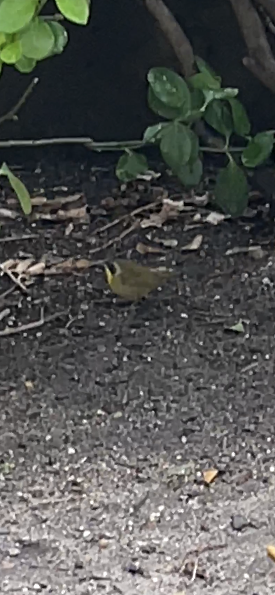 Common Yellowthroat - ML490736311